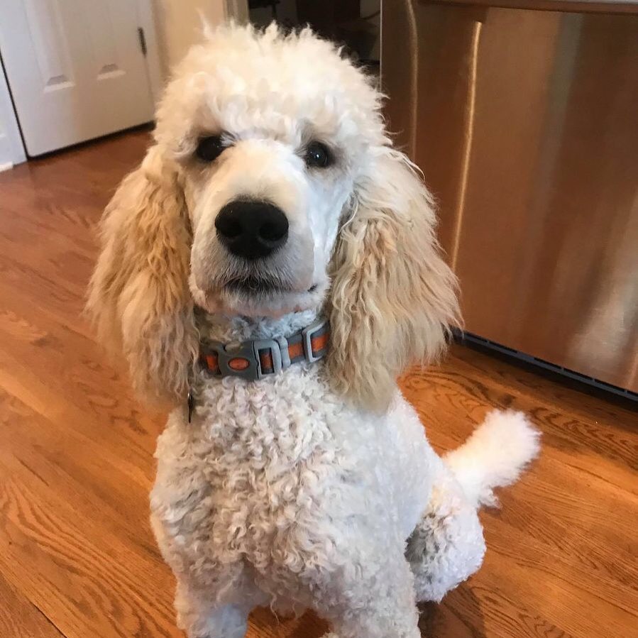 Guess what 🥁 we have an update on Reuger! 🐩 He is currently recovering well from his surgery, but it was unfortunately not successful.  The good news is that we have an incredibly talented group of vets working hard to find a solution that will allow Reuger to live a long and happy life. 🏡 🐾 💕 ...
Learn more via the link in our profile or go to the link in the comments section.
.
...
...
...
<a target='_blank' href='https://www.instagram.com/explore/tags/adoptables/'>#adoptables</a> <a target='_blank' href='https://www.instagram.com/explore/tags/adoptabledogs/'>#adoptabledogs</a> <a target='_blank' href='https://www.instagram.com/explore/tags/adoptablepets/'>#adoptablepets</a> <a target='_blank' href='https://www.instagram.com/explore/tags/adoptablepetsofinstagram/'>#adoptablepetsofinstagram</a> <a target='_blank' href='https://www.instagram.com/explore/tags/rescuedogofinstagram/'>#rescuedogofinstagram</a> <a target='_blank' href='https://www.instagram.com/explore/tags/rescuedogoftheday/'>#rescuedogoftheday</a> <a target='_blank' href='https://www.instagram.com/explore/tags/rescuepoodle/'>#rescuepoodle</a> <a target='_blank' href='https://www.instagram.com/explore/tags/rescuepoodlesofinstagram/'>#rescuepoodlesofinstagram</a> <a target='_blank' href='https://www.instagram.com/explore/tags/rescueyourbestfriend/'>#rescueyourbestfriend</a> <a target='_blank' href='https://www.instagram.com/explore/tags/adoptdontshop/'>#adoptdontshop</a> <a target='_blank' href='https://www.instagram.com/explore/tags/adoptme/'>#adoptme</a> <a target='_blank' href='https://www.instagram.com/explore/tags/adoptmeplease/'>#adoptmeplease</a> <a target='_blank' href='https://www.instagram.com/explore/tags/cpradoptable/'>#cpradoptable</a><a target='_blank' href='https://www.instagram.com/explore/tags/rescuedog/'>#rescuedog</a> <a target='_blank' href='https://www.instagram.com/explore/tags/rescue/'>#rescue</a> <a target='_blank' href='https://www.instagram.com/explore/tags/rescuedogsofinstagram/'>#rescuedogsofinstagram</a> <a target='_blank' href='https://www.instagram.com/explore/tags/poodle/'>#poodle</a> <a target='_blank' href='https://www.instagram.com/explore/tags/poodlesofinstagram/'>#poodlesofinstagram</a> <a target='_blank' href='https://www.instagram.com/explore/tags/nonprofit/'>#nonprofit</a> <a target='_blank' href='https://www.instagram.com/explore/tags/nonprofitorganization/'>#nonprofitorganization</a> <a target='_blank' href='https://www.instagram.com/explore/tags/animalrescue/'>#animalrescue</a> <a target='_blank' href='https://www.instagram.com/explore/tags/standardpoodlesofinstagram/'>#standardpoodlesofinstagram</a> <a target='_blank' href='https://www.instagram.com/explore/tags/standardpoodle/'>#standardpoodle</a> <a target='_blank' href='https://www.instagram.com/explore/tags/standardpoodles/'>#standardpoodles</a> <a target='_blank' href='https://www.instagram.com/explore/tags/doodle/'>#doodle</a> <a target='_blank' href='https://www.instagram.com/explore/tags/doodlesofinstagram/'>#doodlesofinstagram</a> <a target='_blank' href='https://www.instagram.com/explore/tags/universityofgeorgia/'>#universityofgeorgia</a> <a target='_blank' href='https://www.instagram.com/explore/tags/veterinarymedicine/'>#veterinarymedicine</a> <a target='_blank' href='https://www.instagram.com/explore/tags/surgeryrecovery/'>#surgeryrecovery</a> <a target='_blank' href='https://www.instagram.com/explore/tags/surgery/'>#surgery</a>