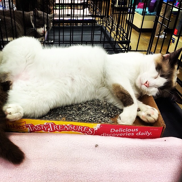 Fonzi loves to take long naps during adoption events! <a target='_blank' href='https://www.instagram.com/explore/tags/Cats/'>#Cats</a> <a target='_blank' href='https://www.instagram.com/explore/tags/Rescue/'>#Rescue</a> <a target='_blank' href='https://www.instagram.com/explore/tags/Adoptions/'>#Adoptions</a>