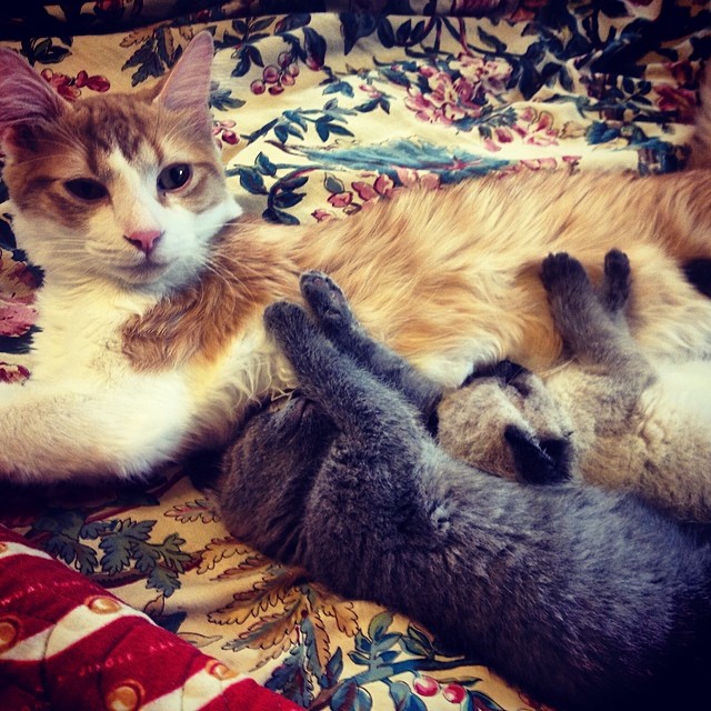 Ash (Orange/White) , Koi (Siamese) and Hoki (Blue) all hanging out at their foster mom's house! <a target='_blank' href='https://www.instagram.com/explore/tags/Cats/'>#Cats</a> <a target='_blank' href='https://www.instagram.com/explore/tags/Adoption/'>#Adoption</a> <a target='_blank' href='https://www.instagram.com/explore/tags/Rescue/'>#Rescue</a>