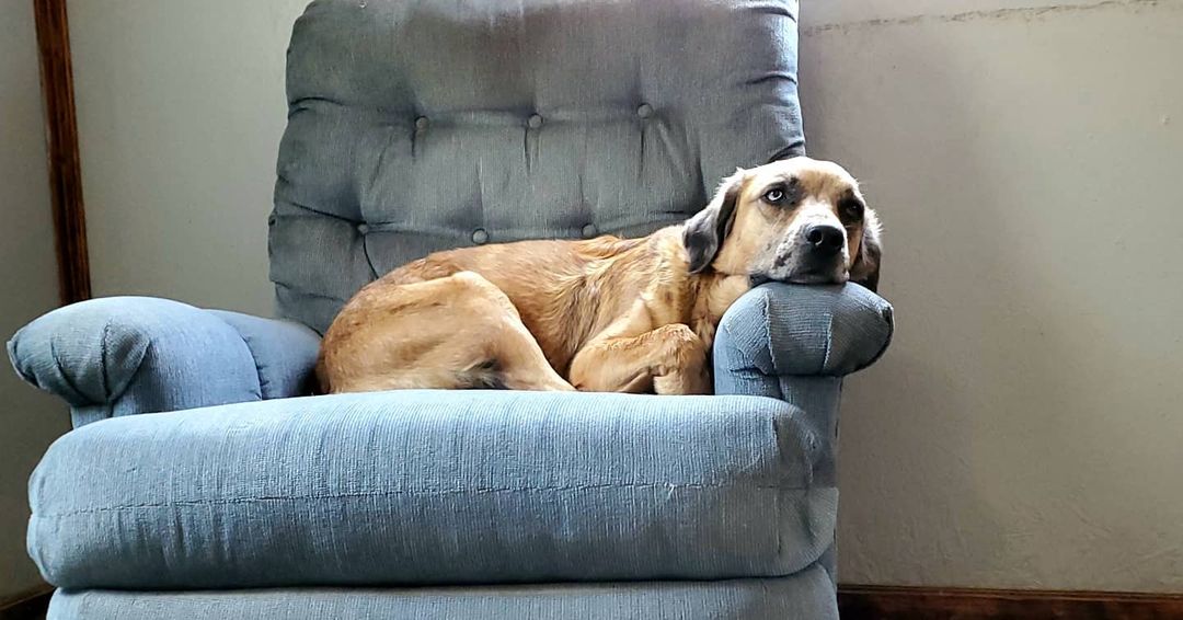 Meet our tri-pod: George! Not only is George a three legged boy, but he has been diagnosed with Megaesophagus. This loving little man has to eat and drink from a special chair to ensure that food and water makes it's way down to his stomach. Something that happens pretty commonly in animals with Mega-E is that they get aspiration pneumonia, and unluckily, he was no exception. George has had it pretty rough lately!! Breathing treatments, lots of antibiotics, and lots of spoiling have made this guy feel so much better ❤
.
.
.
.
<a target='_blank' href='https://www.instagram.com/explore/tags/megaesophagusdog/'>#megaesophagusdog</a> <a target='_blank' href='https://www.instagram.com/explore/tags/megaesophagus/'>#megaesophagus</a> <a target='_blank' href='https://www.instagram.com/explore/tags/adoption/'>#adoption</a> <a target='_blank' href='https://www.instagram.com/explore/tags/adoptabledogsofinstagram/'>#adoptabledogsofinstagram</a> <a target='_blank' href='https://www.instagram.com/explore/tags/adoptdontshop/'>#adoptdontshop</a> <a target='_blank' href='https://www.instagram.com/explore/tags/rescue/'>#rescue</a> <a target='_blank' href='https://www.instagram.com/explore/tags/animalrescue/'>#animalrescue</a> <a target='_blank' href='https://www.instagram.com/explore/tags/thedodo/'>#thedodo</a> <a target='_blank' href='https://www.instagram.com/explore/tags/adopt/'>#adopt</a> <a target='_blank' href='https://www.instagram.com/explore/tags/animalshelter/'>#animalshelter</a> <a target='_blank' href='https://www.instagram.com/explore/tags/dogsofinstagram/'>#dogsofinstagram</a> <a target='_blank' href='https://www.instagram.com/explore/tags/dogstagram/'>#dogstagram</a> <a target='_blank' href='https://www.instagram.com/explore/tags/adoptme/'>#adoptme</a> <a target='_blank' href='https://www.instagram.com/explore/tags/ozarks/'>#ozarks</a> <a target='_blank' href='https://www.instagram.com/explore/tags/nokill/'>#nokill</a> <a target='_blank' href='https://www.instagram.com/explore/tags/nokillshelter/'>#nokillshelter</a> <a target='_blank' href='https://www.instagram.com/explore/tags/everydogmatters/'>#everydogmatters</a> <a target='_blank' href='https://www.instagram.com/explore/tags/fuzzy/'>#fuzzy</a> <a target='_blank' href='https://www.instagram.com/explore/tags/cute/'>#cute</a> <a target='_blank' href='https://www.instagram.com/explore/tags/dogstagram/'>#dogstagram</a>