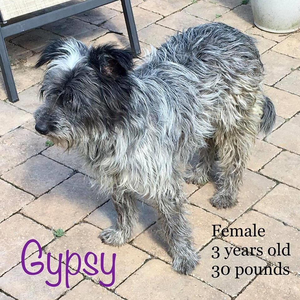 Gypsy is a 3 year old, 30 pound scruffy terrier (mix unknown). She is sweet, quiet, mellow and affectionate. She’s a little nervous though and has trust issues, so sometimes she will snap as a fear response (we are working on it). Gypsy once had a loving home then her owner became homeless. She stayed with him until he got sick and had to give her up. Poor girl was found wandering the streets of Houston and picked up by animal control. 
Gypsy is a pleasure to walk! She would probably prefer a quiet home without tons of activity and only older children (10+). She may be best as an only dog because she doesn’t like to share her people, but that still remains to be seen. Not sure yet about cats but I don’t think she would mind them. 
Gypsy is spayed, microchipped and up to date on vaccines. She is heart worm positive, but has already started treatment. She also has an immature cataract in her left eye.