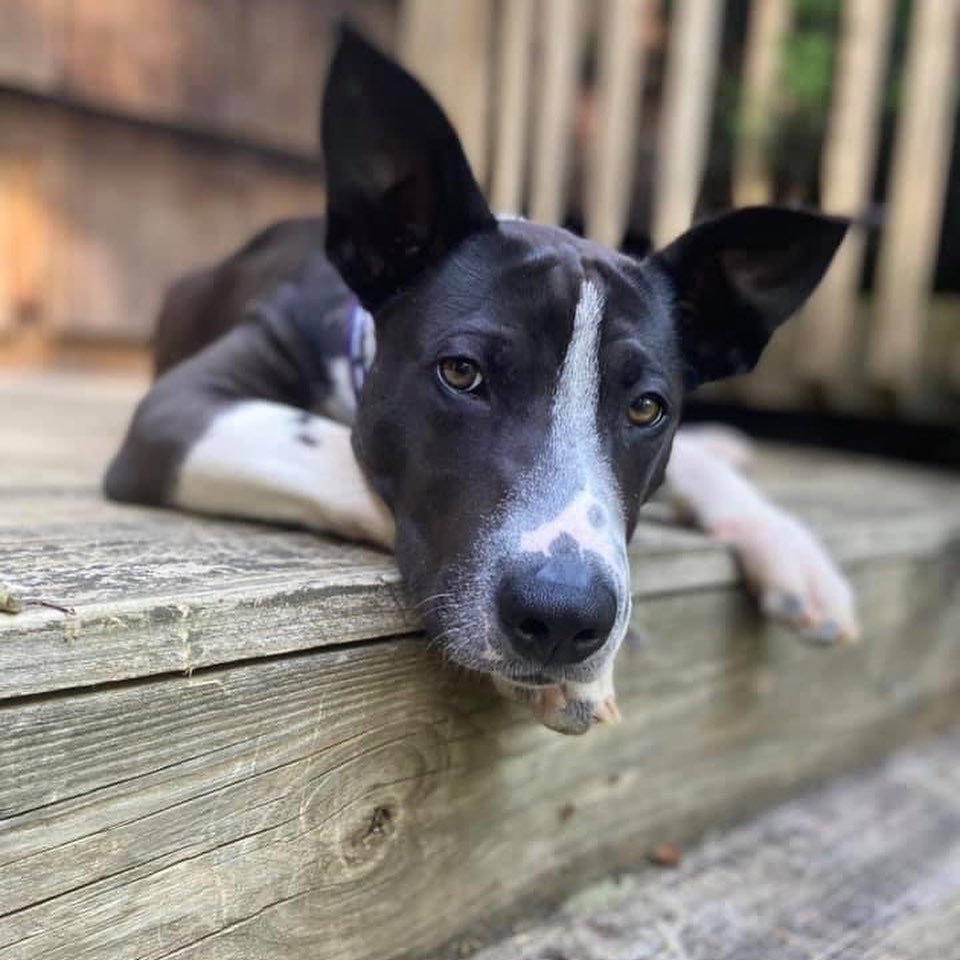 ADOPTED!!!!!!! Sayer is a neutered male approx 6 months old & deserves a family & a home of his own. He’s just a baby 🖤
-This Sweet, goofy, playful & absolutely beautiful loving boy weighs about 34lbs
-Good with dogs (typical puppy plays) & loves children & people. -Loves to run & play & his absolute favorite thing is belly rubs!!!
-Great in the car & loves to snuggle.
-Listens well & is very very smart & treat motivated.  He truly is Such a good boy knows how to sit & 