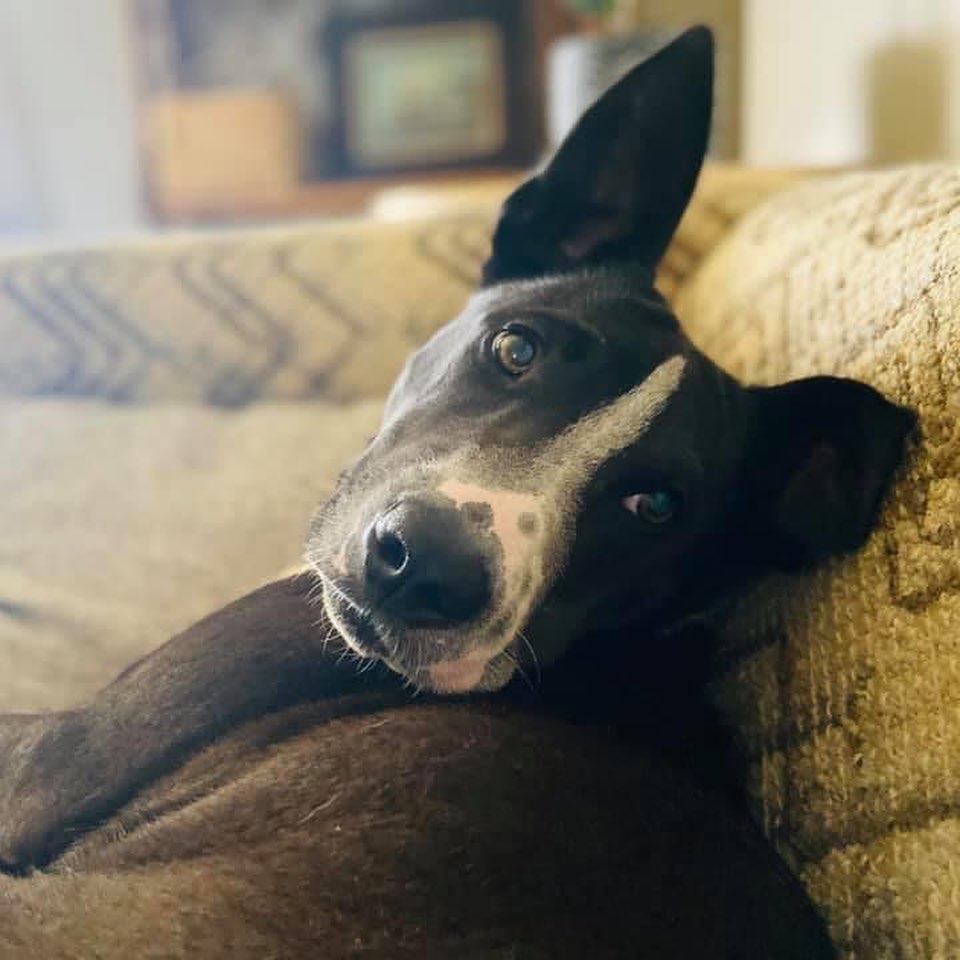 ADOPTED!!!!!!! Sayer is a neutered male approx 6 months old & deserves a family & a home of his own. He’s just a baby 🖤
-This Sweet, goofy, playful & absolutely beautiful loving boy weighs about 34lbs
-Good with dogs (typical puppy plays) & loves children & people. -Loves to run & play & his absolute favorite thing is belly rubs!!!
-Great in the car & loves to snuggle.
-Listens well & is very very smart & treat motivated.  He truly is Such a good boy knows how to sit & 