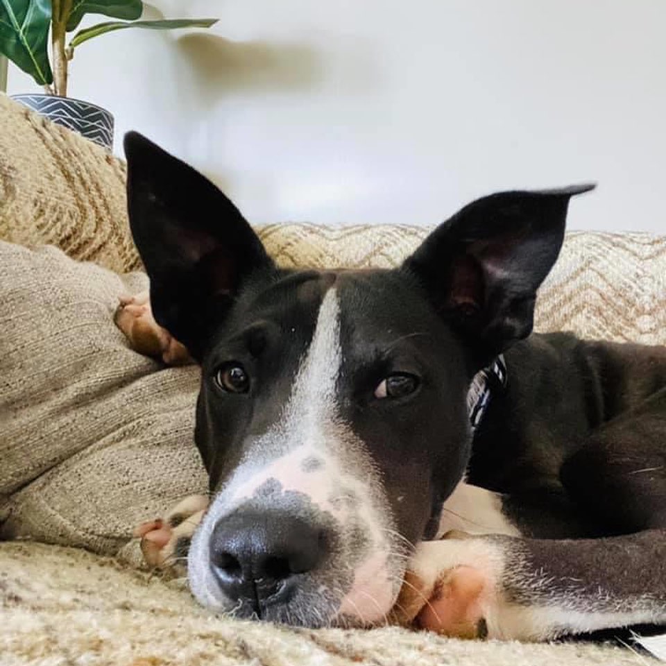 ADOPTED!!!!!!! Sayer is a neutered male approx 6 months old & deserves a family & a home of his own. He’s just a baby 🖤
-This Sweet, goofy, playful & absolutely beautiful loving boy weighs about 34lbs
-Good with dogs (typical puppy plays) & loves children & people. -Loves to run & play & his absolute favorite thing is belly rubs!!!
-Great in the car & loves to snuggle.
-Listens well & is very very smart & treat motivated.  He truly is Such a good boy knows how to sit & 