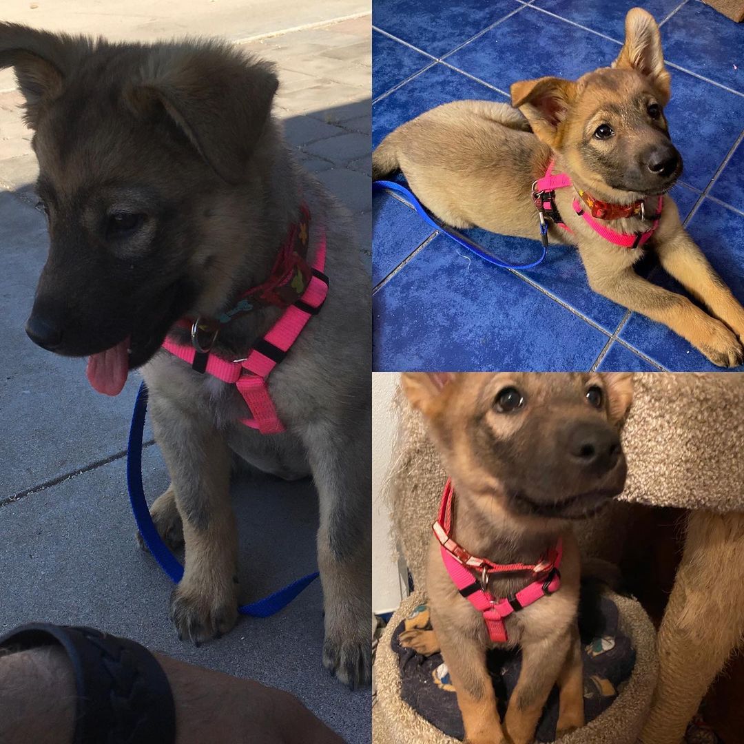 Tacoma is ready for adoption! She is an amazing 11 week old Shepherd mix puppy who loves to play. She gets along with cats and dogs. Older kids are recommended.

While she is doing great with her training, the process is not complete. We recommend Tacoma attend puppy training classes or be adopted by someone experienced in puppy training.

Her current training includes:
Kennel trained, 90% house trained, 85% leash trained. 100% Cute!!
She still pulls a bit while on leash and sometimes plops down on her belly refusing to move.

She knows how to sit along with sit/wait and sit/stay pretty well. She is still in process of learning 