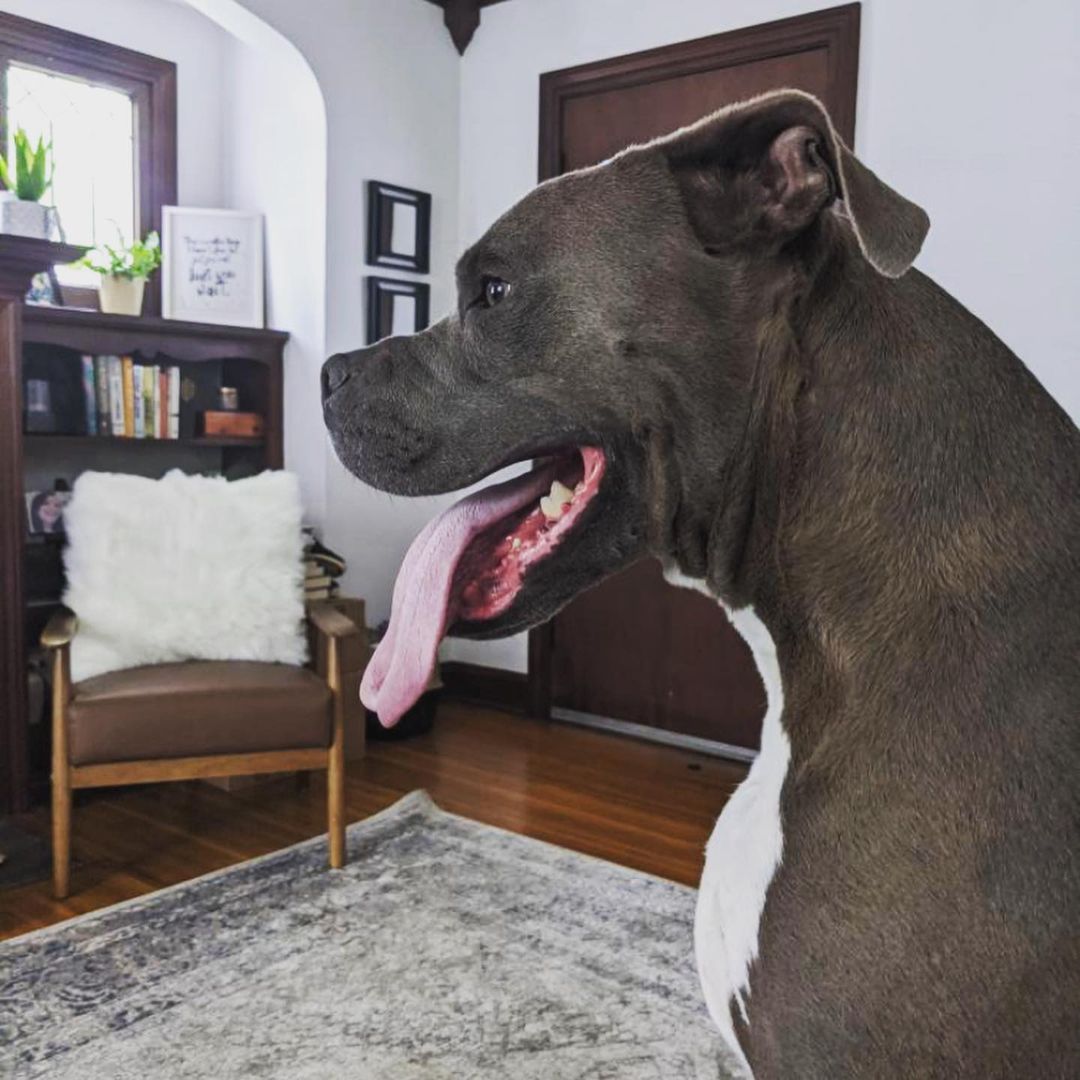 *ADOPTED* Meet Spartacus! Spartacus is a 3 year old pit bull mix who is housebroken and leash trained, loves walks, and is BFF with the cats in his current home. He weighs 80lbs, is up to date on vaccinations, and is neutered. He enjoys sitting in the window or hanging out in the yard on nice days. He’s quite the sun worshiper!

Spartacus was adopted out through K9O several years ago as a puppy, along with his mom (Dutchess) and siblings. He has not had the best of the luck since then! His first human parents loved him dearly, but when they started a family together it turned out to be difficult for him. Spartacus loves kids, a little too much. He started guarding the baby from mom, and it was no longer a safe environment so he had to be re-homed. He has been in his new home for several months now, but plays too rough for their other dog.

Spartacus finds himself needing a new home again, probably as the only dog and without small children. He would love a cat-friend though! ***Spartacus takes Proin 50mg twice a day with meals for a weak bladder. The medication is not expensive but a vet prescription is needed to purchase it. He usually wears a washable wrap when introduced to new people or at bedtime if he drinks water late to avoid accidents.*** If you would like to meet Spartacus, please submit the adoption application at k9orphans.org !!