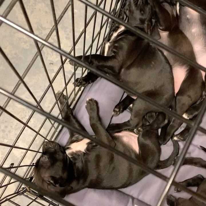 More PUPPY SPAM!! 😍 The babies chilling in their crate while we deep clean their room. These cuties are experts at napping, eating and POOPING💩💩💩💩 💩 😱