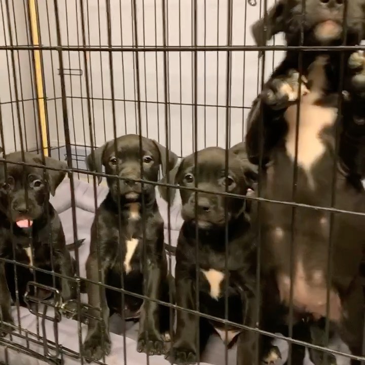 More PUPPY SPAM!! 😍 The babies chilling in their crate while we deep clean their room. These cuties are experts at napping, eating and POOPING💩💩💩💩 💩 😱