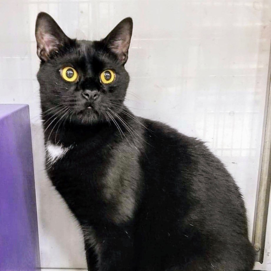 Citgo is still looking for his forever home! This 2 year old gentleman is a big sweet boy who loves to cuddle. Quarantine cuddles anyone?

Read more and apply here:
https://www.petfinder.com/cat/citgo-48316637/mi/livonia/wag-animal-rescue-mi138/