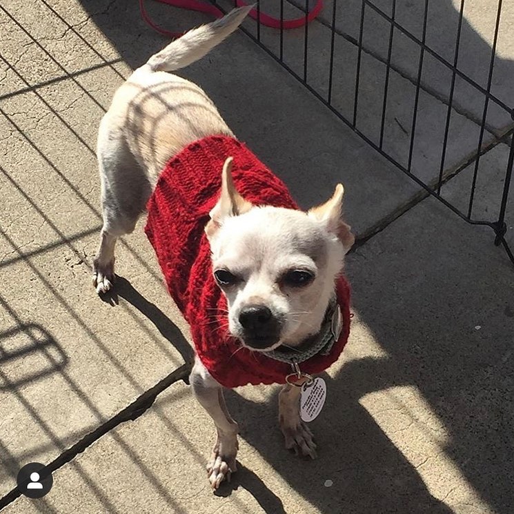 Pearl needs a very special person to adopt her 💞
She’s a special and sweet girl. If you or you know someone that would be interested in learning more, please DM is or email kylie@snap-San Diego.org
Pearl does not have special needs but she’s a special case 💕