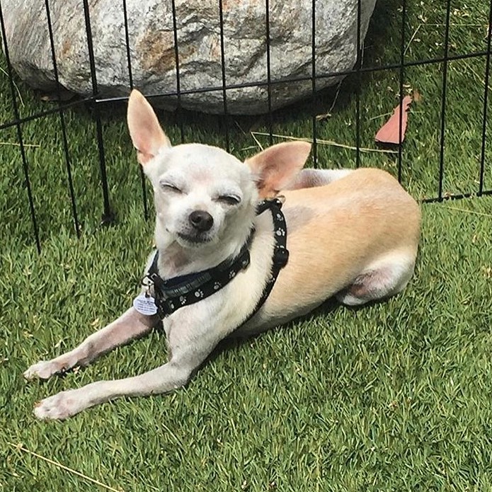 Pearl needs a very special person to adopt her 💞
She’s a special and sweet girl. If you or you know someone that would be interested in learning more, please DM is or email kylie@snap-San Diego.org
Pearl does not have special needs but she’s a special case 💕