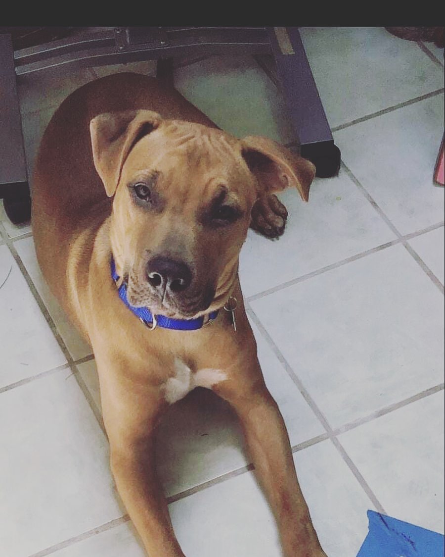 Check out this handsome hunk.  Harpo is about 50-60 pounds of 