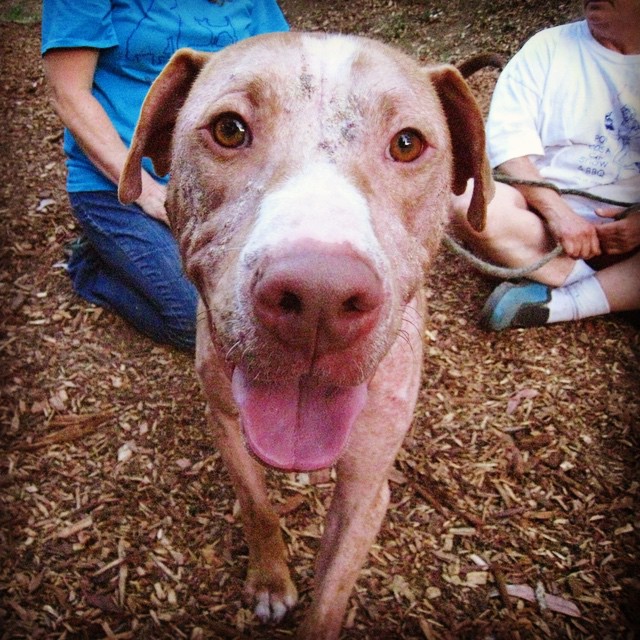 Here's a shot of a healthier and happier Mondo during his field trip to the dog trainer yesterday. Check out facebook.com/caresforanimals for updates!