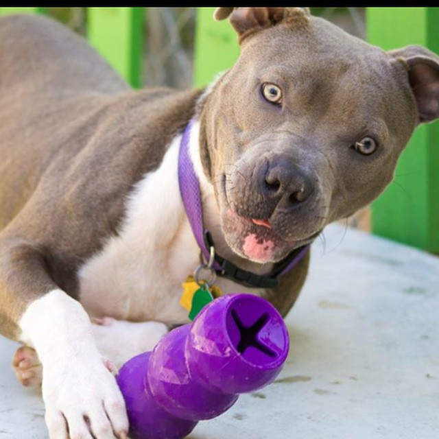 Meet Moby, a 7-month-old boy who's ready for a forever home. He's great with kids, cats, dogs, and even horses!