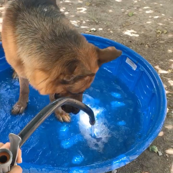 One of our boarding dogs Maverick! 
We are very careful to make sure our dogs don’t overheat or burn their paws. Short potty breaks, inside AC for each dog kennel, nice cold pools and hosing down the concrete are some of the ways we survive summer!