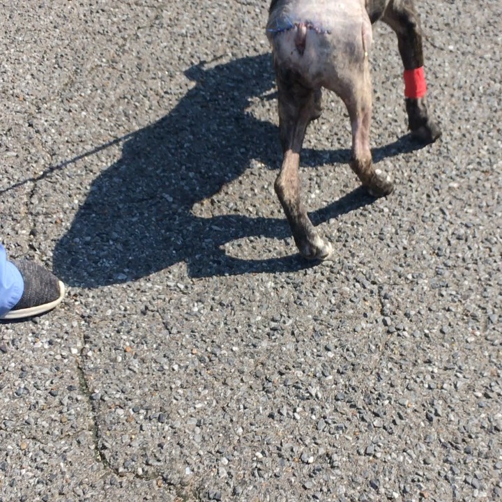 Bebe left <a target='_blank' href='https://www.instagram.com/explore/tags/bluffcityveterinaryspecialists/'>#bluffcityveterinaryspecialists</a> to go to medical boarding yesterday to begin her recovery process. She is doing so well. She is already toe touching on her leg, which is GREAT news! She will be on very limited activity for the next 3 weeks while heals. At that point we will get her a full PT evaluation. She did need a full tail amputation because it was so damaged from the trauma she endured. 

Bebe is currently in Memphis, TN and has an experienced medical foster in East TN waiting for her when she’s cleared for travel. 

We can’t thank Dr. Cory Fisher and his team enough for everything they’ve done and the fantastic care they provided for Bebe. 

<a target='_blank' href='https://www.instagram.com/explore/tags/idgsrbebe/'>#idgsrbebe</a>