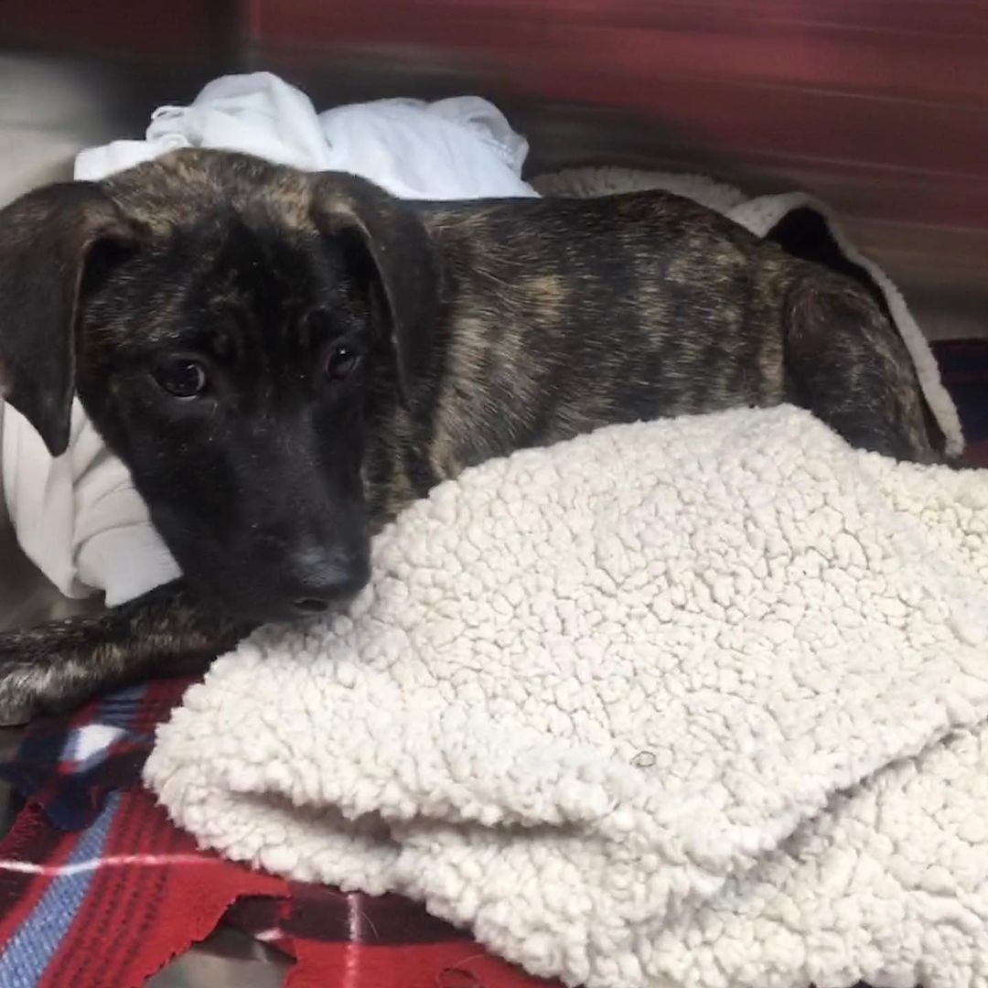 ***Please Welcome Bebe to the Safety of IDGSR!!!***

Bebe is about 5 months old and came to us from the municipal shelter in Memphis, TN after receiving a medical plea due to the severity of her injuries. She has a fractured femoral head, fractured pelvis and broken tail. We believe she was hit by a car as not much else can cause this type of injury.

She has been seen by our orthopedic vet and is scheduled for surgery on Tuesday (the soonest they could get her in.) Her tail will need to be amputated since she has no sensation below the break, an FHO performed (remove her femoral head) and a plate put in to repair her pelvis. Post-surgery she will stay in medical boarding for 2 weeks until she can be safely transported to her medical foster in East TN. Through the weekend, she will be monitored and kept comfortable at our vet's office with pain medication. The estimate for her surgery is $5510, with the official estimate in the pictures.

Even through everything Bebe is amazingly sweet and just wants to have attention and love. When she was picked up from the shelter, even though she was scared and unsure, she still just wanted to be close to our volunteer and be loved on.

Donations are appreciated towards her surgery and ongoing care.

PayPal: imindangergsrescue@gmail.com

Mail:
IDGSR
PO Box 2994
Greeneville, TN 37744

Direct to Vet:
Bluff City Vet Specialists
901-498-9661

<a target='_blank' href='https://www.instagram.com/explore/tags/idgsrBebe/'>#idgsrBebe</a>