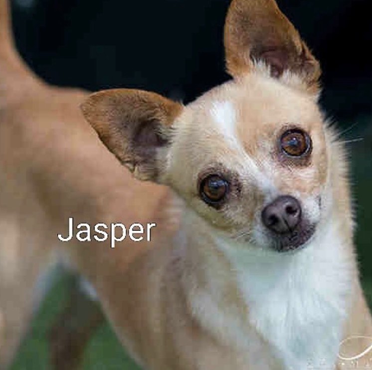 Jasper is a special senior Chi that needs a home! He’s been a long term resident at our main foster’s house & it’s time for him to find his own home ❤️
He’s estimated to be 10 years old. He needs a home where he can run around a yard with no kids. 
DM or email kylie@snap-San Diego.org for more info 🐾
.
.
.
.
<a target='_blank' href='https://www.instagram.com/explore/tags/friendsofsnap/'>#friendsofsnap</a> <a target='_blank' href='https://www.instagram.com/explore/tags/chihuahuasofinstagram/'>#chihuahuasofinstagram</a> <a target='_blank' href='https://www.instagram.com/explore/tags/adoptdontshop/'>#adoptdontshop</a> <a target='_blank' href='https://www.instagram.com/explore/tags/rescuedogsofinstagram/'>#rescuedogsofinstagram</a>