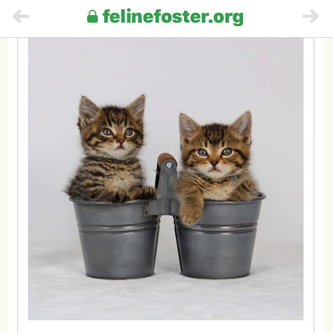 One of our amazing foster homes was selected as a finalist! Please click on the link and scroll down to vote for Ralph & Felix and help SJRAS win a $5,000 grant!! The homeless pets at SJRAS would be SO grateful! https://felinefoster.org/flaunt-your-feline/ <a target='_blank' href='https://www.instagram.com/explore/tags/catsofnewjersey/'>#catsofnewjersey</a> <a target='_blank' href='https://www.instagram.com/explore/tags/catsofinstagram/'>#catsofinstagram</a> <a target='_blank' href='https://www.instagram.com/explore/tags/votenow/'>#votenow</a> <a target='_blank' href='https://www.instagram.com/explore/tags/lendapaw/'>#lendapaw</a> <a target='_blank' href='https://www.instagram.com/explore/tags/helpushelpthem/'>#helpushelpthem</a> <a target='_blank' href='https://www.instagram.com/explore/tags/fosterparents/'>#fosterparents</a> <a target='_blank' href='https://www.instagram.com/explore/tags/fosterpetsarethebest/'>#fosterpetsarethebest</a> <a target='_blank' href='https://www.instagram.com/explore/tags/fosterpetsofinstagram/'>#fosterpetsofinstagram</a>  <a target='_blank' href='https://www.instagram.com/explore/tags/fosterkittens/'>#fosterkittens</a> <a target='_blank' href='https://www.instagram.com/explore/tags/fosteringsaveslives/'>#fosteringsaveslives</a>