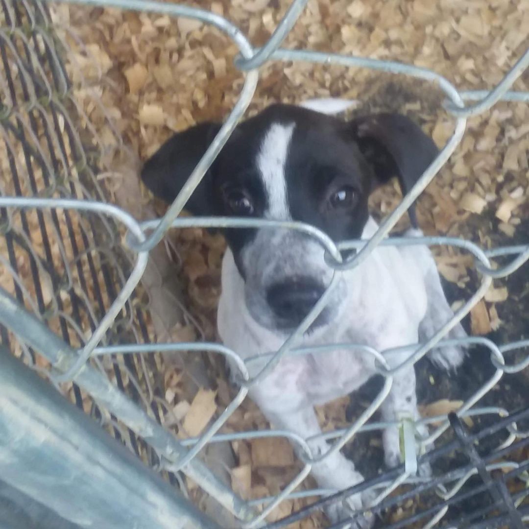 Fosters needed for these 2 beagle/terrier mixes. Both are females around 10 weeks old. .
 https://humblehounds.org/foster <a target='_blank' href='https://www.instagram.com/explore/tags/adoptdontshop/'>#adoptdontshop</a> <a target='_blank' href='https://www.instagram.com/explore/tags/fosterdog/'>#fosterdog</a> <a target='_blank' href='https://www.instagram.com/explore/tags/rescuedogsofinstagram/'>#rescuedogsofinstagram</a>