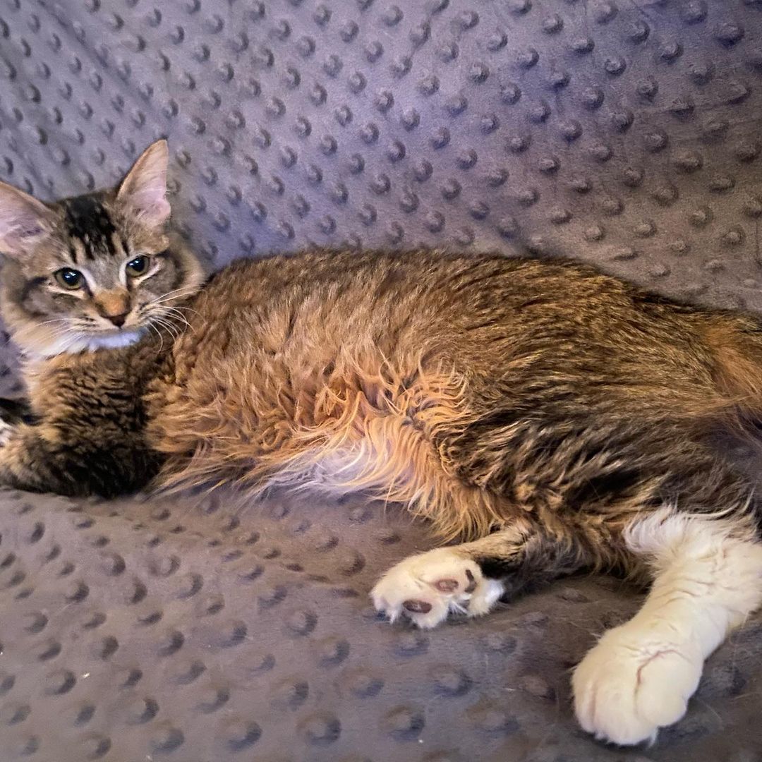 This beautiful gal, Foxie, will be up for adoption in the next week or two. 
She’s extremely lovable, laid back, and talkative. 
<a target='_blank' href='https://www.instagram.com/explore/tags/cats_of_instagram/'>#cats_of_instagram</a> <a target='_blank' href='https://www.instagram.com/explore/tags/mainecoontabby/'>#mainecoontabby</a> <a target='_blank' href='https://www.instagram.com/explore/tags/adoptacat/'>#adoptacat</a> <a target='_blank' href='https://www.instagram.com/explore/tags/lovedbyacat/'>#lovedbyacat</a>