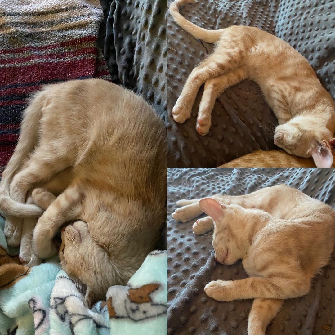 To be like a cat and sleep in any position...
Yes, Bashful Bear is alive... just completely crashed out. 

Makes my body hurt to see him sleep like that... I was mean and made him move. He just continued to sleep.
<a target='_blank' href='https://www.instagram.com/explore/tags/weirdcats/'>#weirdcats</a> <a target='_blank' href='https://www.instagram.com/explore/tags/catssleepinginawkwardpositions/'>#catssleepinginawkwardpositions</a> <a target='_blank' href='https://www.instagram.com/explore/tags/cats_of_instagram/'>#cats_of_instagram</a> <a target='_blank' href='https://www.instagram.com/explore/tags/catscatscats/'>#catscatscats</a>