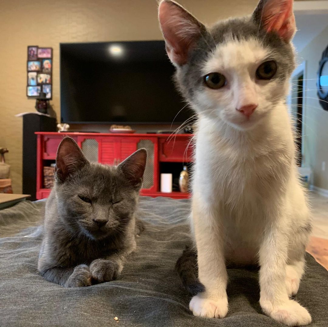 Will and Manny are looking for their forever homes! Do you have room for these adorable brothers?

-
-
-
-
-
-
-
-
-

<a target='_blank' href='https://www.instagram.com/explore/tags/catsofinstagram/'>#catsofinstagram</a> <a target='_blank' href='https://www.instagram.com/explore/tags/cat/'>#cat</a> <a target='_blank' href='https://www.instagram.com/explore/tags/cats/'>#cats</a> <a target='_blank' href='https://www.instagram.com/explore/tags/catlife/'>#catlife</a> <a target='_blank' href='https://www.instagram.com/explore/tags/kittens/'>#kittens</a> <a target='_blank' href='https://www.instagram.com/explore/tags/kittensofinstagram/'>#kittensofinstagram</a> <a target='_blank' href='https://www.instagram.com/explore/tags/kitten/'>#kitten</a> <a target='_blank' href='https://www.instagram.com/explore/tags/kittenlove/'>#kittenlove</a> <a target='_blank' href='https://www.instagram.com/explore/tags/cute/'>#cute</a> <a target='_blank' href='https://www.instagram.com/explore/tags/cutekitty/'>#cutekitty</a> <a target='_blank' href='https://www.instagram.com/explore/tags/cutekitten/'>#cutekitten</a> <a target='_blank' href='https://www.instagram.com/explore/tags/cuddles/'>#cuddles</a> <a target='_blank' href='https://www.instagram.com/explore/tags/cuddlebuddy/'>#cuddlebuddy</a> <a target='_blank' href='https://www.instagram.com/explore/tags/cuddly/'>#cuddly</a> <a target='_blank' href='https://www.instagram.com/explore/tags/kittenrescue/'>#kittenrescue</a> <a target='_blank' href='https://www.instagram.com/explore/tags/rescuecatsofinstagram/'>#rescuecatsofinstagram</a> <a target='_blank' href='https://www.instagram.com/explore/tags/rescuekittens/'>#rescuekittens</a> <a target='_blank' href='https://www.instagram.com/explore/tags/rescue/'>#rescue</a> <a target='_blank' href='https://www.instagram.com/explore/tags/rescueanimals/'>#rescueanimals</a> <a target='_blank' href='https://www.instagram.com/explore/tags/greyandwhite/'>#greyandwhite</a> <a target='_blank' href='https://www.instagram.com/explore/tags/grayandwhitecat/'>#grayandwhitecat</a> <a target='_blank' href='https://www.instagram.com/explore/tags/paws/'>#paws</a> <a target='_blank' href='https://www.instagram.com/explore/tags/paw/'>#paw</a> <a target='_blank' href='https://www.instagram.com/explore/tags/russianblue/'>#russianblue</a>