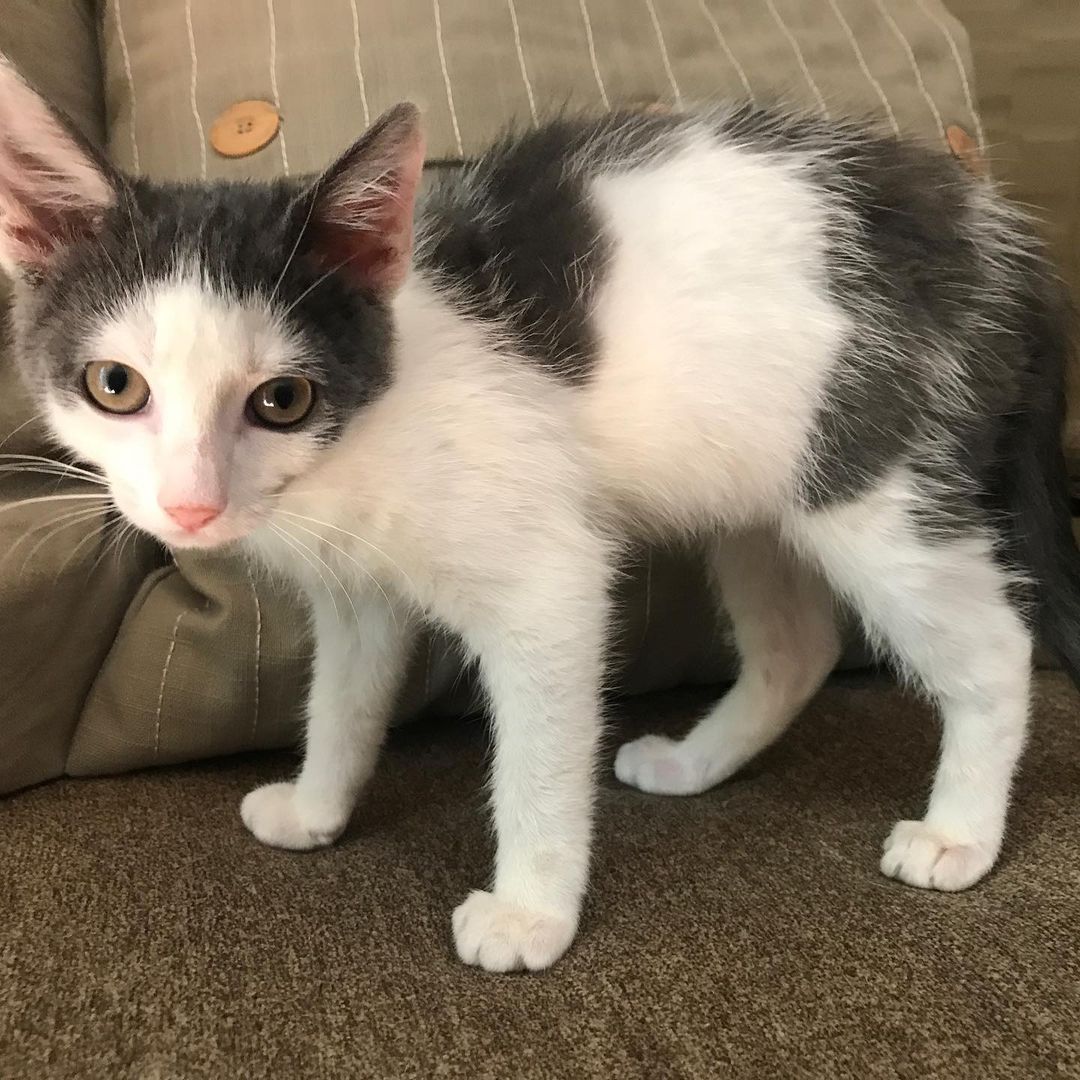 Manny is so ready for a forever home! Do you have room in your heart and home for Manny? DM us for more info

-
-
-
-
-
-
-
-
-

<a target='_blank' href='https://www.instagram.com/explore/tags/catsofinstagram/'>#catsofinstagram</a> <a target='_blank' href='https://www.instagram.com/explore/tags/cat/'>#cat</a> <a target='_blank' href='https://www.instagram.com/explore/tags/cats/'>#cats</a> <a target='_blank' href='https://www.instagram.com/explore/tags/catlife/'>#catlife</a> <a target='_blank' href='https://www.instagram.com/explore/tags/kittens/'>#kittens</a> <a target='_blank' href='https://www.instagram.com/explore/tags/kittensofinstagram/'>#kittensofinstagram</a> <a target='_blank' href='https://www.instagram.com/explore/tags/kitten/'>#kitten</a> <a target='_blank' href='https://www.instagram.com/explore/tags/kittenlove/'>#kittenlove</a> <a target='_blank' href='https://www.instagram.com/explore/tags/cute/'>#cute</a> <a target='_blank' href='https://www.instagram.com/explore/tags/cutekitty/'>#cutekitty</a> <a target='_blank' href='https://www.instagram.com/explore/tags/cutekitten/'>#cutekitten</a> <a target='_blank' href='https://www.instagram.com/explore/tags/cuddles/'>#cuddles</a> <a target='_blank' href='https://www.instagram.com/explore/tags/cuddlebuddy/'>#cuddlebuddy</a> <a target='_blank' href='https://www.instagram.com/explore/tags/cuddly/'>#cuddly</a> <a target='_blank' href='https://www.instagram.com/explore/tags/kittenrescue/'>#kittenrescue</a> <a target='_blank' href='https://www.instagram.com/explore/tags/rescuecatsofinstagram/'>#rescuecatsofinstagram</a> <a target='_blank' href='https://www.instagram.com/explore/tags/rescuekittens/'>#rescuekittens</a> <a target='_blank' href='https://www.instagram.com/explore/tags/rescue/'>#rescue</a> <a target='_blank' href='https://www.instagram.com/explore/tags/rescueanimals/'>#rescueanimals</a> <a target='_blank' href='https://www.instagram.com/explore/tags/greyandwhite/'>#greyandwhite</a> <a target='_blank' href='https://www.instagram.com/explore/tags/grayandwhitecat/'>#grayandwhitecat</a> <a target='_blank' href='https://www.instagram.com/explore/tags/paws/'>#paws</a> <a target='_blank' href='https://www.instagram.com/explore/tags/paw/'>#paw</a>