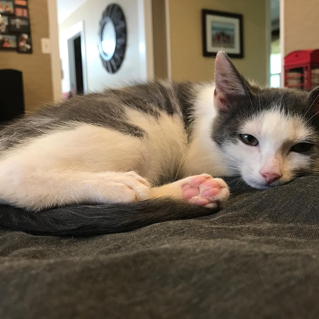 Manny is so ready for a forever home! Do you have room in your heart and home for Manny? DM us for more info

-
-
-
-
-
-
-
-
-

<a target='_blank' href='https://www.instagram.com/explore/tags/catsofinstagram/'>#catsofinstagram</a> <a target='_blank' href='https://www.instagram.com/explore/tags/cat/'>#cat</a> <a target='_blank' href='https://www.instagram.com/explore/tags/cats/'>#cats</a> <a target='_blank' href='https://www.instagram.com/explore/tags/catlife/'>#catlife</a> <a target='_blank' href='https://www.instagram.com/explore/tags/kittens/'>#kittens</a> <a target='_blank' href='https://www.instagram.com/explore/tags/kittensofinstagram/'>#kittensofinstagram</a> <a target='_blank' href='https://www.instagram.com/explore/tags/kitten/'>#kitten</a> <a target='_blank' href='https://www.instagram.com/explore/tags/kittenlove/'>#kittenlove</a> <a target='_blank' href='https://www.instagram.com/explore/tags/cute/'>#cute</a> <a target='_blank' href='https://www.instagram.com/explore/tags/cutekitty/'>#cutekitty</a> <a target='_blank' href='https://www.instagram.com/explore/tags/cutekitten/'>#cutekitten</a> <a target='_blank' href='https://www.instagram.com/explore/tags/cuddles/'>#cuddles</a> <a target='_blank' href='https://www.instagram.com/explore/tags/cuddlebuddy/'>#cuddlebuddy</a> <a target='_blank' href='https://www.instagram.com/explore/tags/cuddly/'>#cuddly</a> <a target='_blank' href='https://www.instagram.com/explore/tags/kittenrescue/'>#kittenrescue</a> <a target='_blank' href='https://www.instagram.com/explore/tags/rescuecatsofinstagram/'>#rescuecatsofinstagram</a> <a target='_blank' href='https://www.instagram.com/explore/tags/rescuekittens/'>#rescuekittens</a> <a target='_blank' href='https://www.instagram.com/explore/tags/rescue/'>#rescue</a> <a target='_blank' href='https://www.instagram.com/explore/tags/rescueanimals/'>#rescueanimals</a> <a target='_blank' href='https://www.instagram.com/explore/tags/greyandwhite/'>#greyandwhite</a> <a target='_blank' href='https://www.instagram.com/explore/tags/grayandwhitecat/'>#grayandwhitecat</a> <a target='_blank' href='https://www.instagram.com/explore/tags/paws/'>#paws</a> <a target='_blank' href='https://www.instagram.com/explore/tags/paw/'>#paw</a>