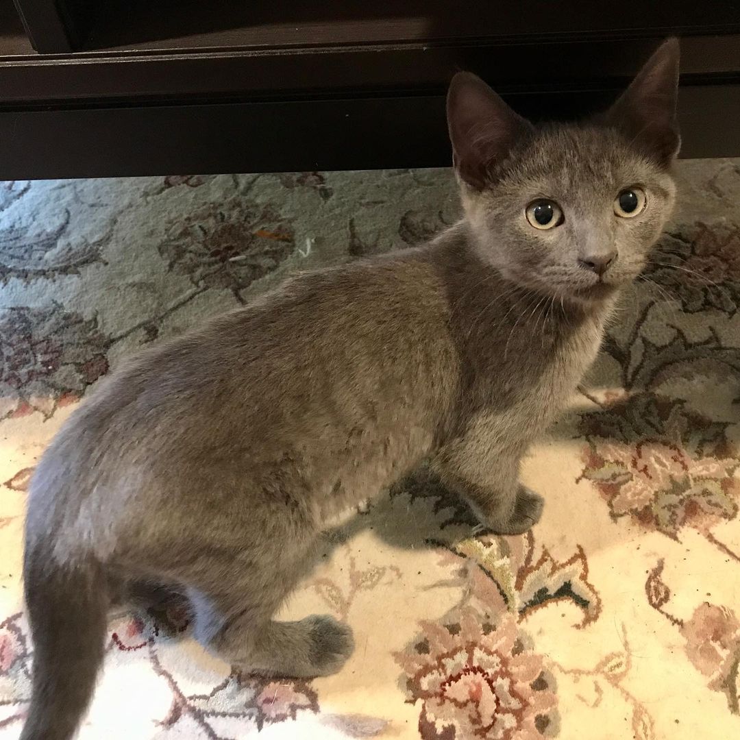 Will is ready to go to a forever home! Could that home be yours? DM us for more info

-
-
-
-
-
-
-
-
-

<a target='_blank' href='https://www.instagram.com/explore/tags/catsofinstagram/'>#catsofinstagram</a> <a target='_blank' href='https://www.instagram.com/explore/tags/cat/'>#cat</a> <a target='_blank' href='https://www.instagram.com/explore/tags/cats/'>#cats</a> <a target='_blank' href='https://www.instagram.com/explore/tags/catlife/'>#catlife</a> <a target='_blank' href='https://www.instagram.com/explore/tags/kittens/'>#kittens</a> <a target='_blank' href='https://www.instagram.com/explore/tags/kittensofinstagram/'>#kittensofinstagram</a> <a target='_blank' href='https://www.instagram.com/explore/tags/kitten/'>#kitten</a> <a target='_blank' href='https://www.instagram.com/explore/tags/kittenlove/'>#kittenlove</a> <a target='_blank' href='https://www.instagram.com/explore/tags/cute/'>#cute</a> <a target='_blank' href='https://www.instagram.com/explore/tags/cutekitty/'>#cutekitty</a> <a target='_blank' href='https://www.instagram.com/explore/tags/cutekitten/'>#cutekitten</a> <a target='_blank' href='https://www.instagram.com/explore/tags/cuddles/'>#cuddles</a> <a target='_blank' href='https://www.instagram.com/explore/tags/cuddlebuddy/'>#cuddlebuddy</a> <a target='_blank' href='https://www.instagram.com/explore/tags/cuddly/'>#cuddly</a> <a target='_blank' href='https://www.instagram.com/explore/tags/kittenrescue/'>#kittenrescue</a> <a target='_blank' href='https://www.instagram.com/explore/tags/rescuecatsofinstagram/'>#rescuecatsofinstagram</a> <a target='_blank' href='https://www.instagram.com/explore/tags/rescuekittens/'>#rescuekittens</a> <a target='_blank' href='https://www.instagram.com/explore/tags/rescue/'>#rescue</a> <a target='_blank' href='https://www.instagram.com/explore/tags/rescueanimals/'>#rescueanimals</a> <a target='_blank' href='https://www.instagram.com/explore/tags/greyandwhite/'>#greyandwhite</a> <a target='_blank' href='https://www.instagram.com/explore/tags/grayandwhitecat/'>#grayandwhitecat</a> <a target='_blank' href='https://www.instagram.com/explore/tags/paws/'>#paws</a> <a target='_blank' href='https://www.instagram.com/explore/tags/paw/'>#paw</a>