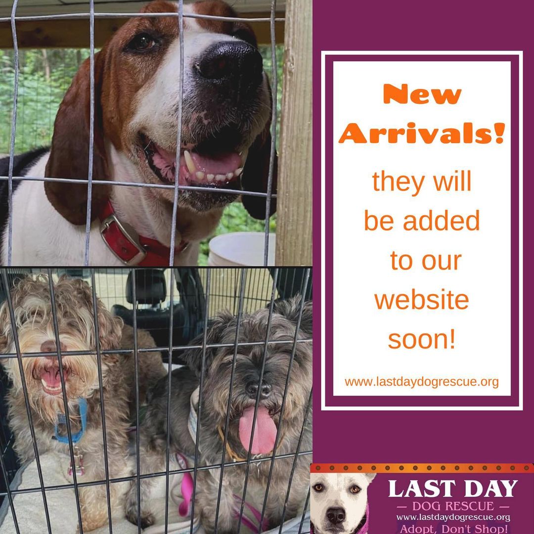 We’ve got some new arrivals joining our rescue!! 🥳
Keep an eye out for these cuties on our website, they will be added soon 🥰 
.
.
.
<a target='_blank' href='https://www.instagram.com/explore/tags/lastdaydogs/'>#lastdaydogs</a> <a target='_blank' href='https://www.instagram.com/explore/tags/rescue/'>#rescue</a> <a target='_blank' href='https://www.instagram.com/explore/tags/animalrescue/'>#animalrescue</a> <a target='_blank' href='https://www.instagram.com/explore/tags/rescuedogsofinstagram/'>#rescuedogsofinstagram</a> <a target='_blank' href='https://www.instagram.com/explore/tags/adoptdontshop/'>#adoptdontshop</a> <a target='_blank' href='https://www.instagram.com/explore/tags/rescuedog/'>#rescuedog</a> <a target='_blank' href='https://www.instagram.com/explore/tags/lastdaydogrescue/'>#lastdaydogrescue</a>