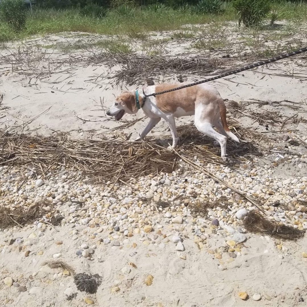 Ginger crossed a few items off her bucket list this week! She became a beach babe and enjoyed dinner with friends! <a target='_blank' href='https://www.instagram.com/explore/tags/dogbucketlist/'>#dogbucketlist</a> <a target='_blank' href='https://www.instagram.com/explore/tags/rescuedogsofinstagram/'>#rescuedogsofinstagram</a> <a target='_blank' href='https://www.instagram.com/explore/tags/dogrescue/'>#dogrescue</a> <a target='_blank' href='https://www.instagram.com/explore/tags/humblehoundsanimalrescue/'>#humblehoundsanimalrescue</a> <a target='_blank' href='https://www.instagram.com/explore/tags/dogsofinstagram/'>#dogsofinstagram</a>