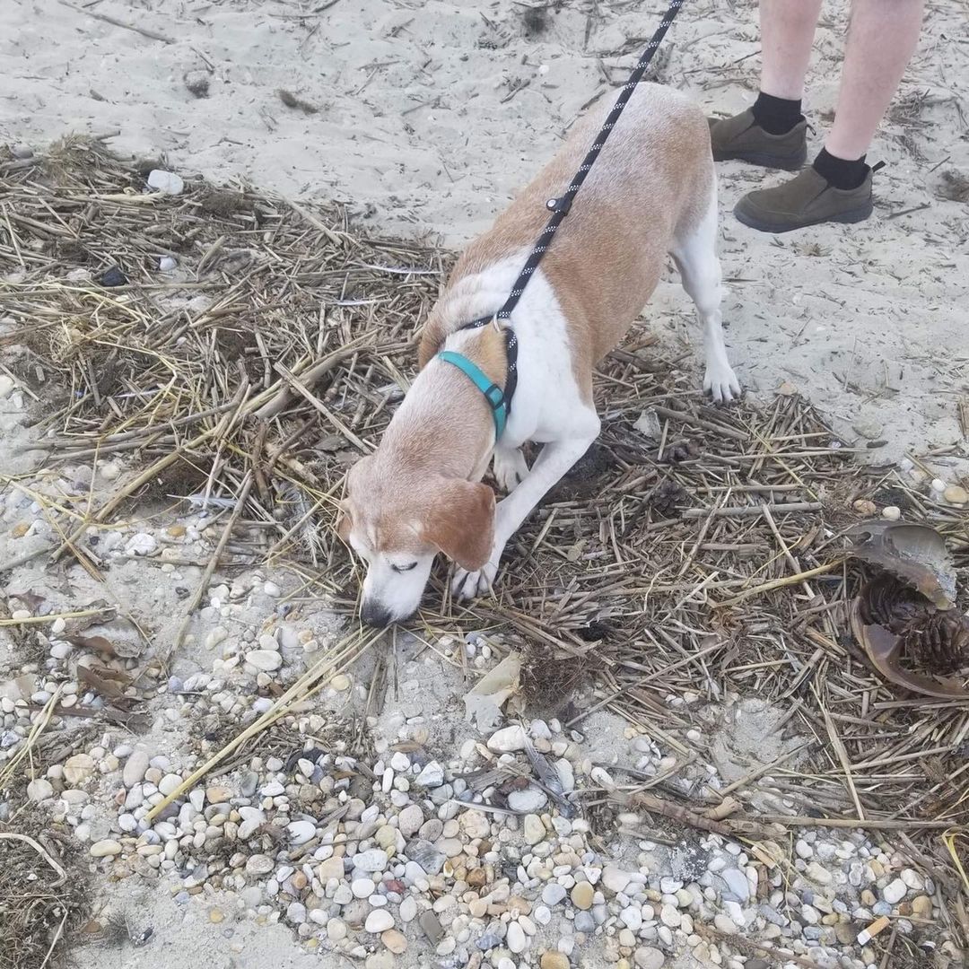 Ginger crossed a few items off her bucket list this week! She became a beach babe and enjoyed dinner with friends! <a target='_blank' href='https://www.instagram.com/explore/tags/dogbucketlist/'>#dogbucketlist</a> <a target='_blank' href='https://www.instagram.com/explore/tags/rescuedogsofinstagram/'>#rescuedogsofinstagram</a> <a target='_blank' href='https://www.instagram.com/explore/tags/dogrescue/'>#dogrescue</a> <a target='_blank' href='https://www.instagram.com/explore/tags/humblehoundsanimalrescue/'>#humblehoundsanimalrescue</a> <a target='_blank' href='https://www.instagram.com/explore/tags/dogsofinstagram/'>#dogsofinstagram</a>