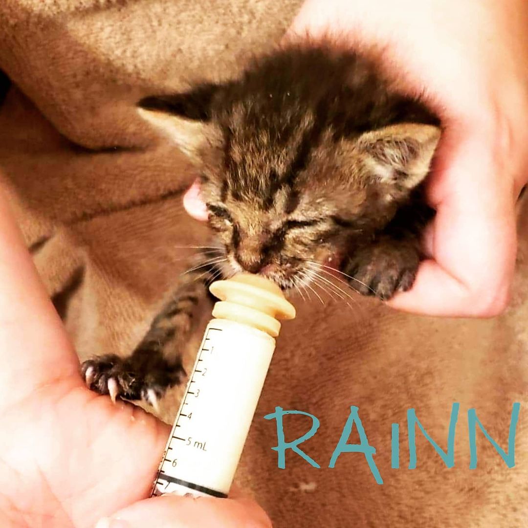 ☔ Sweetest Dreams on this rainy Friday night from baby Rainn, named for the weather in which he was rescued from. He likes to be held this way when feeding which is... slightly abnormal, but safe and effective and a reminder that each precious baby is unique and purrfect exactly as they are. 💙

<a target='_blank' href='https://www.instagram.com/explore/tags/neonatalkittens/'>#neonatalkittens</a>🍼 <a target='_blank' href='https://www.instagram.com/explore/tags/bottlebabykitten/'>#bottlebabykitten</a> <a target='_blank' href='https://www.instagram.com/explore/tags/fosteringsaveslives/'>#fosteringsaveslives</a> <a target='_blank' href='https://www.instagram.com/explore/tags/adoptdontshop/'>#adoptdontshop</a> <a target='_blank' href='https://www.instagram.com/explore/tags/orphanedkitten/'>#orphanedkitten</a> <a target='_blank' href='https://www.instagram.com/explore/tags/bringingupbaby/'>#bringingupbaby</a> <a target='_blank' href='https://www.instagram.com/explore/tags/rainydaykitty/'>#rainydaykitty</a> <a target='_blank' href='https://www.instagram.com/explore/tags/cutekittensofinstagram/'>#cutekittensofinstagram</a> <a target='_blank' href='https://www.instagram.com/explore/tags/miraclenipples/'>#miraclenipples</a> <a target='_blank' href='https://www.instagram.com/explore/tags/tabbykittens/'>#tabbykittens</a>