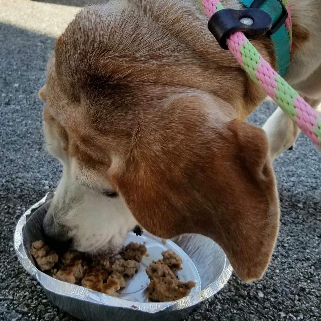 Ginger crossed a few items off her bucket list this week! She became a beach babe and enjoyed dinner with friends! <a target='_blank' href='https://www.instagram.com/explore/tags/dogbucketlist/'>#dogbucketlist</a> <a target='_blank' href='https://www.instagram.com/explore/tags/rescuedogsofinstagram/'>#rescuedogsofinstagram</a> <a target='_blank' href='https://www.instagram.com/explore/tags/dogrescue/'>#dogrescue</a> <a target='_blank' href='https://www.instagram.com/explore/tags/humblehoundsanimalrescue/'>#humblehoundsanimalrescue</a> <a target='_blank' href='https://www.instagram.com/explore/tags/dogsofinstagram/'>#dogsofinstagram</a>