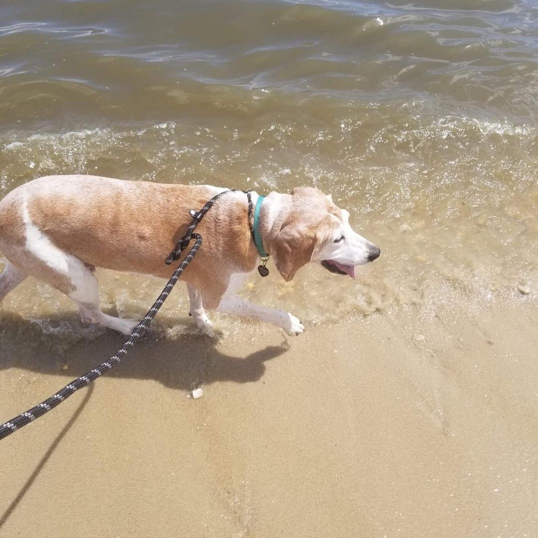 Ginger crossed a few items off her bucket list this week! She became a beach babe and enjoyed dinner with friends! <a target='_blank' href='https://www.instagram.com/explore/tags/dogbucketlist/'>#dogbucketlist</a> <a target='_blank' href='https://www.instagram.com/explore/tags/rescuedogsofinstagram/'>#rescuedogsofinstagram</a> <a target='_blank' href='https://www.instagram.com/explore/tags/dogrescue/'>#dogrescue</a> <a target='_blank' href='https://www.instagram.com/explore/tags/humblehoundsanimalrescue/'>#humblehoundsanimalrescue</a> <a target='_blank' href='https://www.instagram.com/explore/tags/dogsofinstagram/'>#dogsofinstagram</a>