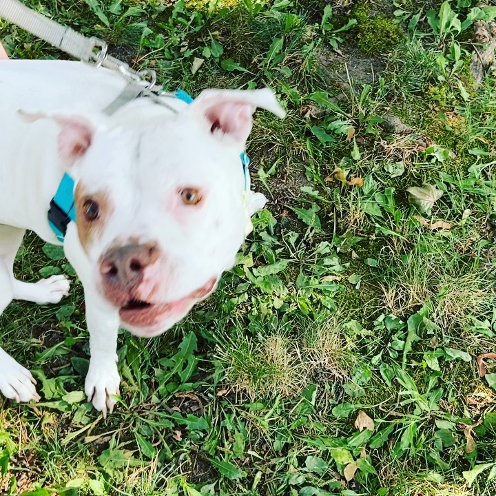 TONKA! This smart boy is looking for a forever home ❤️ he loves to be your one and only pet, snuggle on the couch, and go for walks! He also L O V E S to swim! <a target='_blank' href='https://www.instagram.com/explore/tags/rescuedog/'>#rescuedog</a> <a target='_blank' href='https://www.instagram.com/explore/tags/lastdaydogrescue/'>#lastdaydogrescue</a> <a target='_blank' href='https://www.instagram.com/explore/tags/dog/'>#dog</a> <a target='_blank' href='https://www.instagram.com/explore/tags/adoptdontshop/'>#adoptdontshop</a> <a target='_blank' href='https://www.instagram.com/explore/tags/adoptme/'>#adoptme</a>