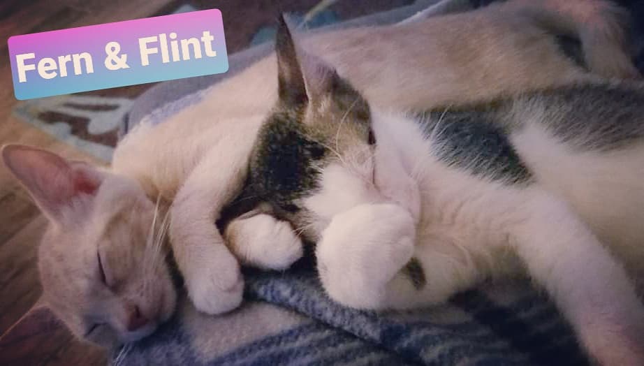 💤 Sweet Dreams of a long weekend with those we love most.

Love,
Adoptable siblings Fern & Flint 💕

<a target='_blank' href='https://www.instagram.com/explore/tags/adoptables/'>#adoptables</a> <a target='_blank' href='https://www.instagram.com/explore/tags/siblinglove/'>#siblinglove</a> <a target='_blank' href='https://www.instagram.com/explore/tags/fosterkittens/'>#fosterkittens</a> <a target='_blank' href='https://www.instagram.com/explore/tags/adoptdontshop/'>#adoptdontshop</a> <a target='_blank' href='https://www.instagram.com/explore/tags/rescuedkittens/'>#rescuedkittens</a> <a target='_blank' href='https://www.instagram.com/explore/tags/fishhawktnr/'>#fishhawktnr</a> <a target='_blank' href='https://www.instagram.com/explore/tags/sleepykittens/'>#sleepykittens</a> <a target='_blank' href='https://www.instagram.com/explore/tags/toocutekitties/'>#toocutekitties</a>