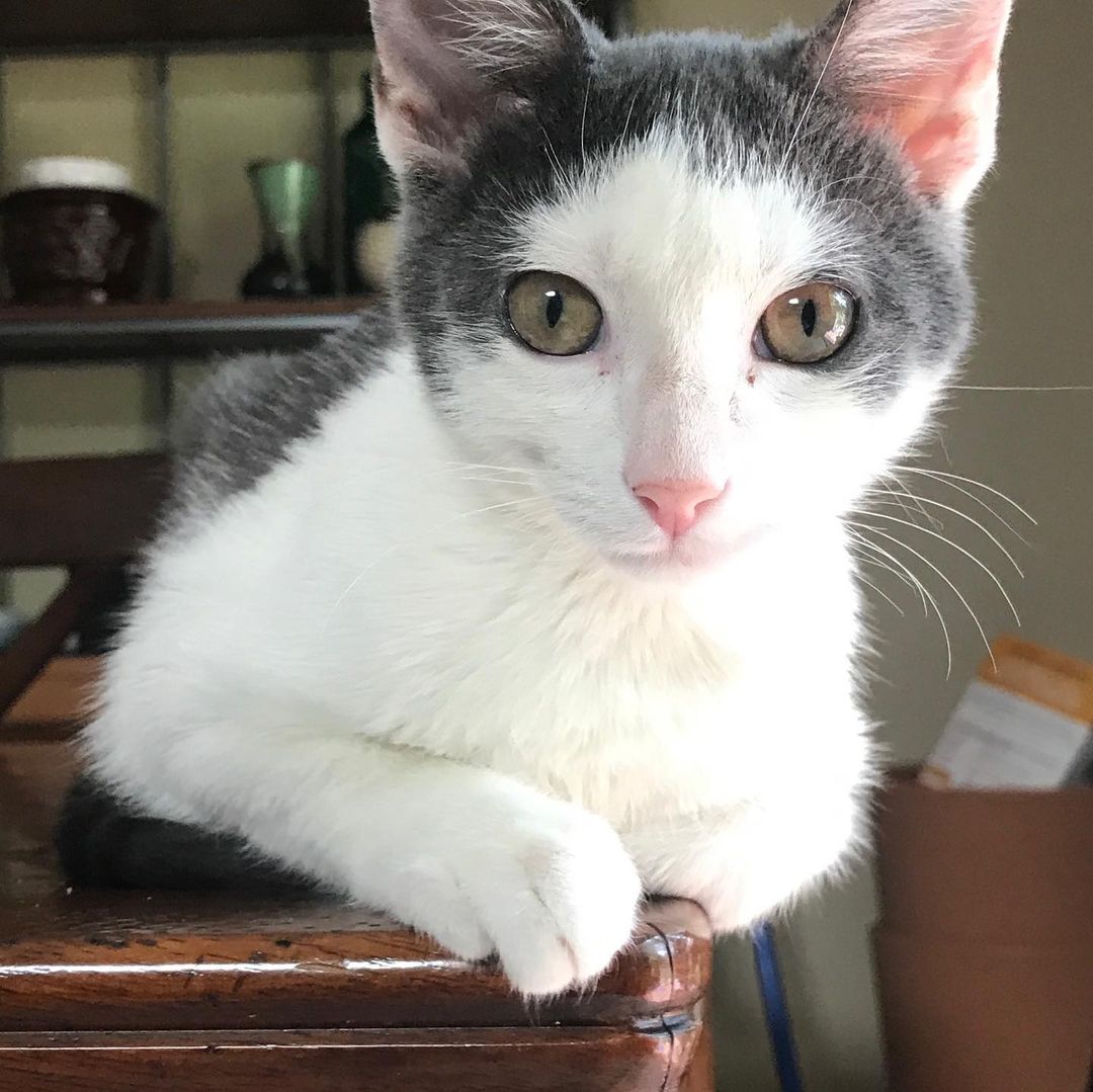Woot! Woot! Manny has left the house!!!!! You can follow Manny (aka Happy) and his new sibling, Melon, on Instagram  @happy.melon.cats
