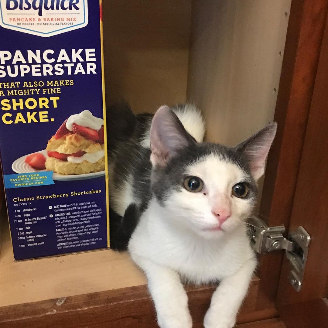 Woot! Woot! Manny has left the house!!!!! You can follow Manny (aka Happy) and his new sibling, Melon, on Instagram  @happy.melon.cats