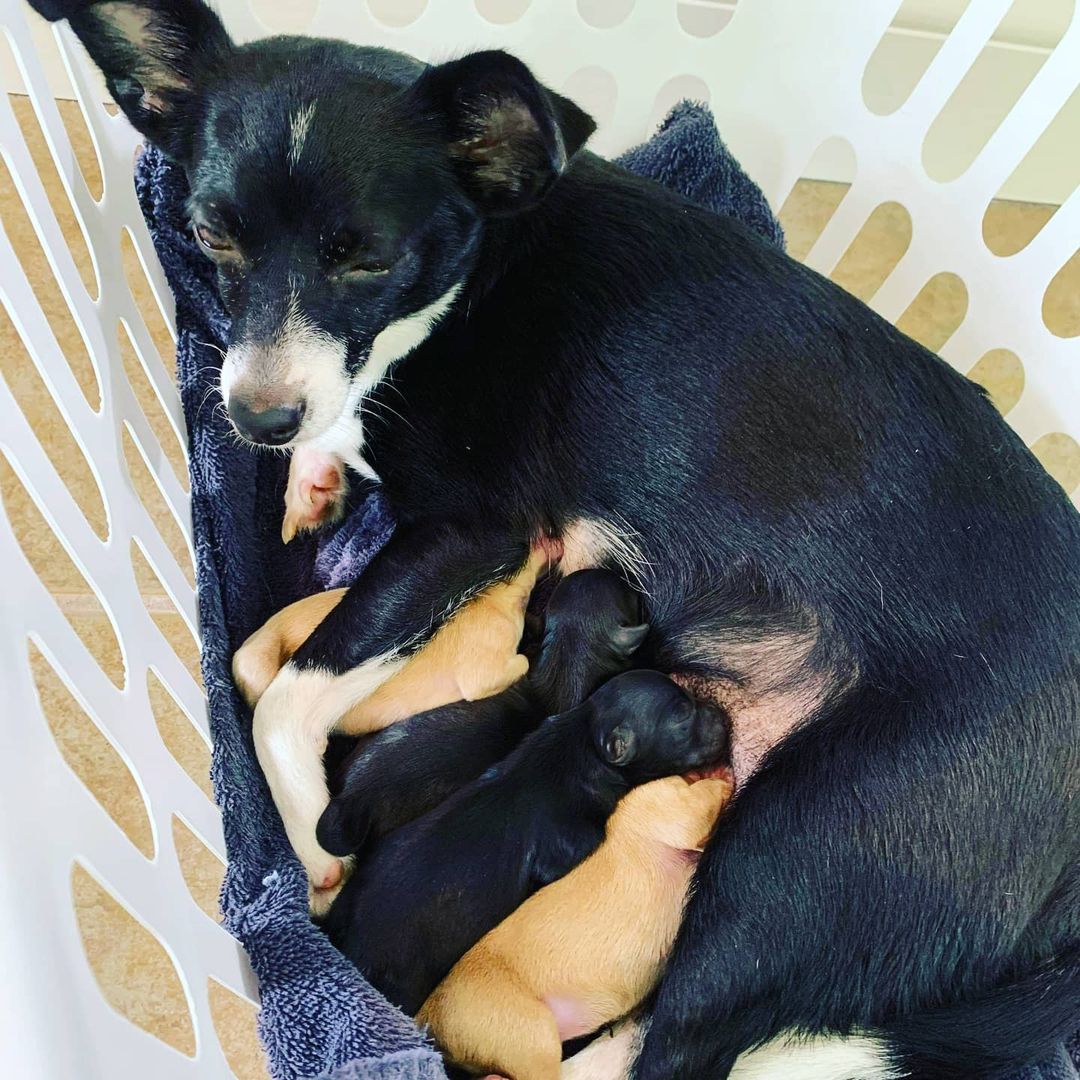 Sweetest Puppy Dreams!
Love, Mama Meeka and babies Lark, Dove, Fisher & Duck

<a target='_blank' href='https://www.instagram.com/explore/tags/adoptdontshop/'>#adoptdontshop</a> <a target='_blank' href='https://www.instagram.com/explore/tags/borninrescue/'>#borninrescue</a> <a target='_blank' href='https://www.instagram.com/explore/tags/puppylove/'>#puppylove</a> <a target='_blank' href='https://www.instagram.com/explore/tags/rescuedisourfavoritebreed/'>#rescuedisourfavoritebreed</a>🐶 <a target='_blank' href='https://www.instagram.com/explore/tags/birthday/'>#birthday</a> <a target='_blank' href='https://www.instagram.com/explore/tags/fishhawktnr/'>#fishhawktnr</a> <a target='_blank' href='https://www.instagram.com/explore/tags/fosteringsaveslives/'>#fosteringsaveslives</a> <a target='_blank' href='https://www.instagram.com/explore/tags/newbornpuppies/'>#newbornpuppies</a>🐶🐾 <a target='_blank' href='https://www.instagram.com/explore/tags/rescuelife/'>#rescuelife</a> <a target='_blank' href='https://www.instagram.com/explore/tags/mamadog/'>#mamadog</a> <a target='_blank' href='https://www.instagram.com/explore/tags/pomchisofinstagram/'>#pomchisofinstagram</a>