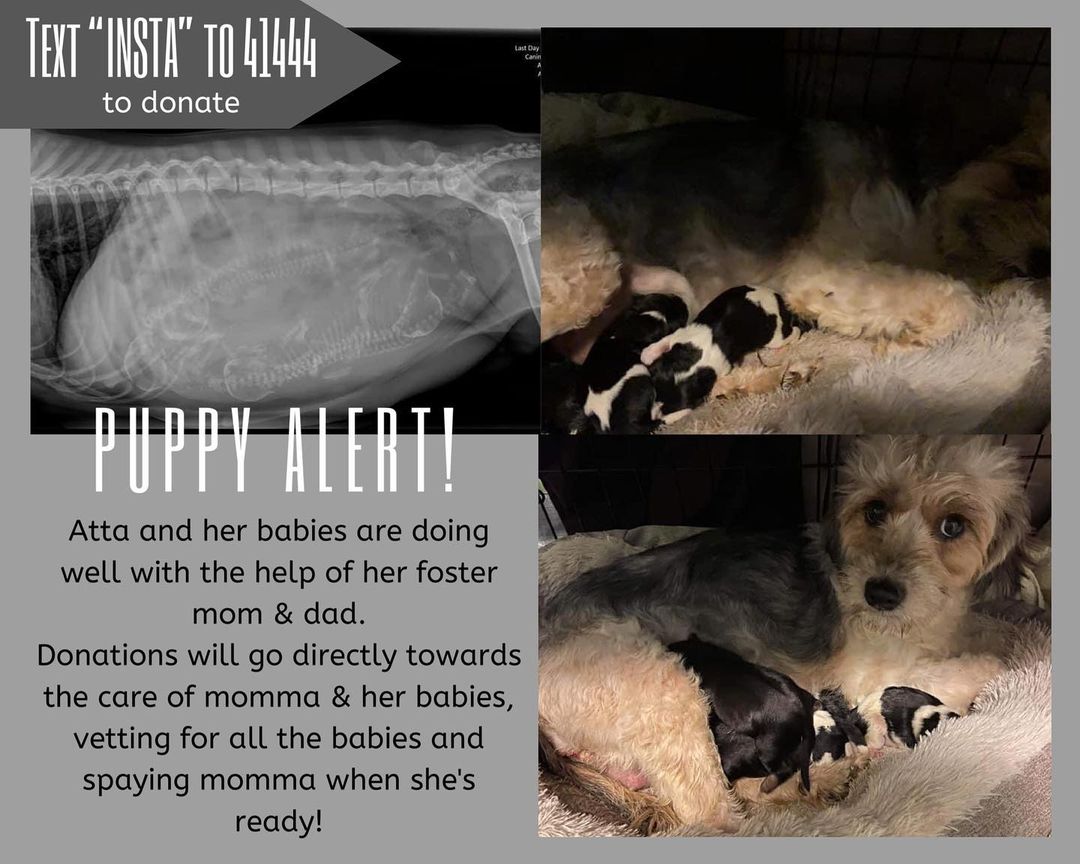 It's been such an eventful night/morning for us! 🥳

Miss Atta came from a hoarding situation. Over the past few weeks she has become bigger and bigger... Yesterday she went to the vet and an xray confirmed; BABY PUPPIES! 

Last night she decided she was ready and gave birth to 4 gorgeous puppies. All puppies and mama are doing well!

Text “INSTA” to 41444 to donate to their care 🤍