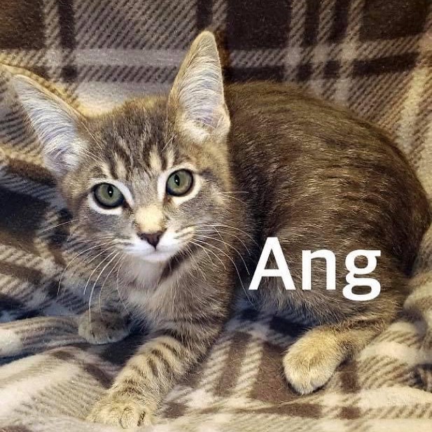 FUPI Cat of the Day 

Petsmart Charleston/ Nellis 

My name is Ang. I’m not sure how to say it but my foster mom does. You can call me what ever you want if you make me your baby today. I am a DSH Male Grey tabby. I am even more handsome in person come down and see. Cats are okay, dogs unknown. He comes neutered/chipped/vaccinated/dewormed and snap tested. His adopt fee is $175.00,