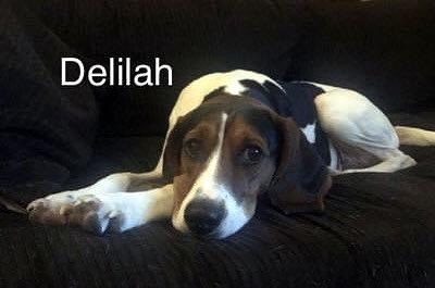 FUPI Dog of the day 

I am Delilah, a female 60 lb.  4 year old Coon Hound Mix.  I am spayed, up to date on vaccines. I am good with other dogs my size and with people, but will need a house with no SMALL ANIMALS. 

I lived with another dog (not bonded or litter mates) so if you have a friend for me I’d sure like to meet them! 
I am a hound, so I will bark.  Dad became ill and could no longer care for us.

Adoption fee $225.00

If interested, please complete an application at:

https://forecloseduponpets.org/dog-adoption-application/