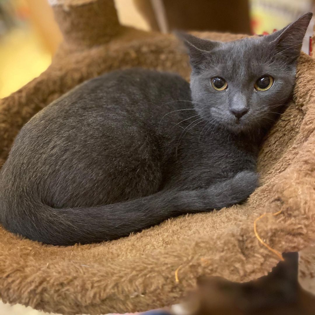 Jade (3 mos.) lounging upon her fuzzy throne, waiting for a family who will treat her like royalty!