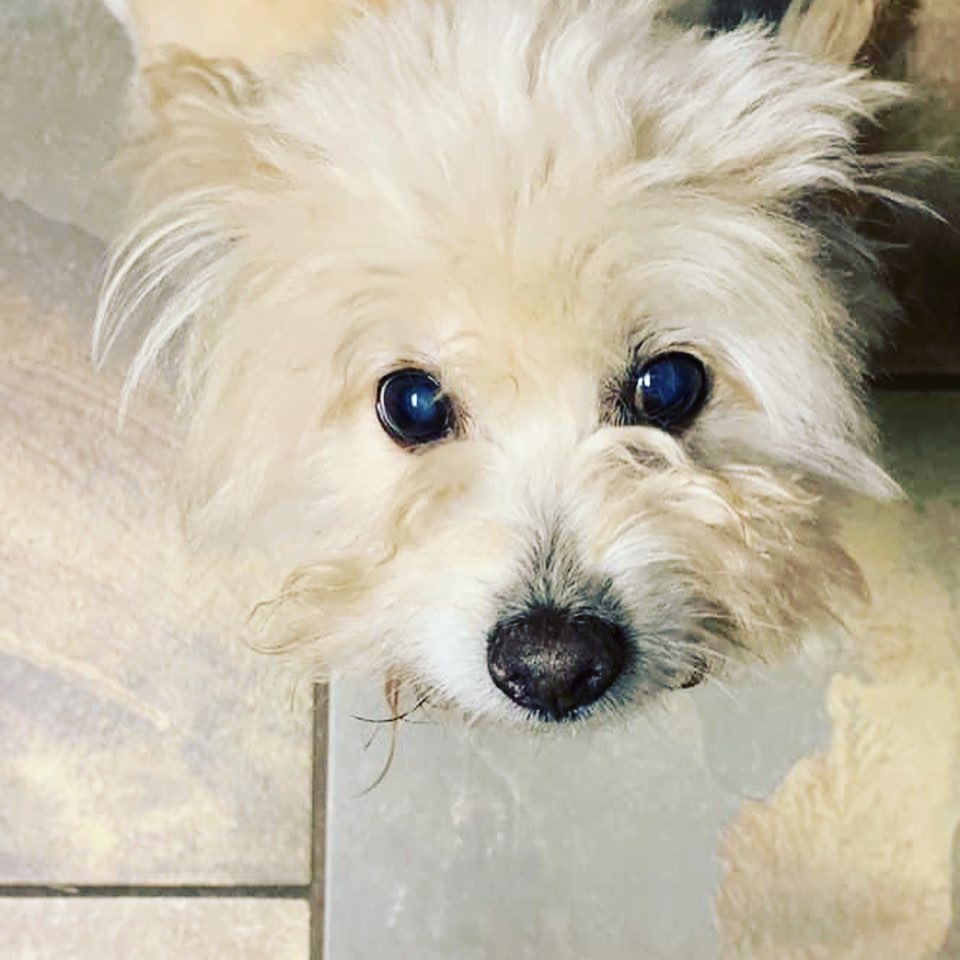 Foster to adopt home needed ASAP!

Charlee is a senior male looking for a quiet retirement home. He is estimated at 10 years old and weighs 15 pounds. He can be wary of new friends, especially men. Patience and kindness are necessary to get to know this little guy. Once he gets to know you he will sit with you and loves belly rubs. He is dog friendly but has not been cat tested.

He also loves walks and rolling around in the grass. He likes playing with toys and he definitely likes his naps. He will do best in a home with no children as he can be spooked easily and needs his own space.

Please message us for more info or submit the foster application at k9orphans.org to meet him! <a target='_blank' href='https://www.instagram.com/explore/tags/k9orphans/'>#k9orphans</a> <a target='_blank' href='https://www.instagram.com/explore/tags/adoptdontshop/'>#adoptdontshop</a>