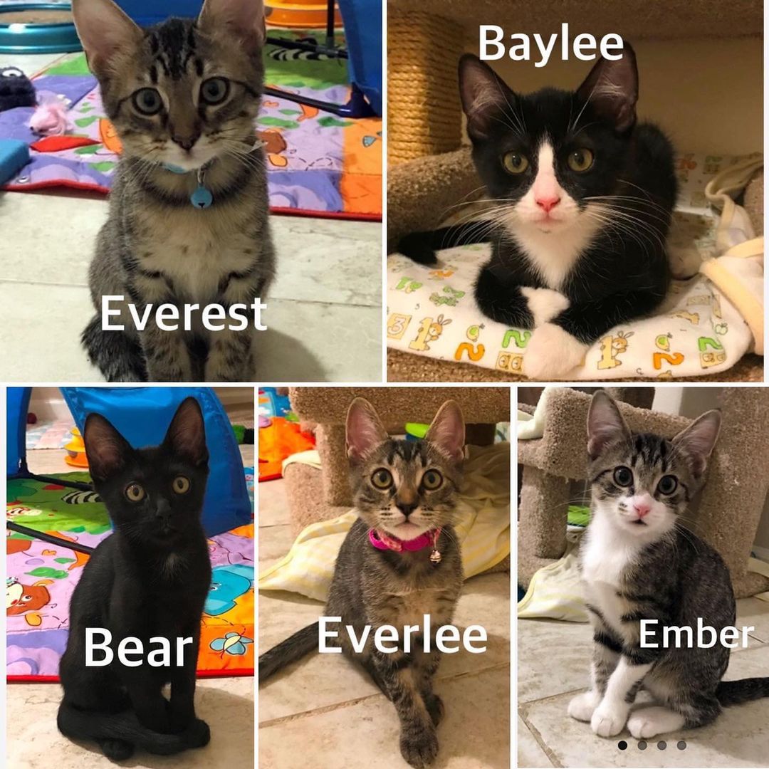 Kittens arriving soon at our Cat Condos. 

Check our website for details in these little cuties 

If you are interested in adopting, please start by filling out an application

http://forecloseduponpets.org/adoption-forms/