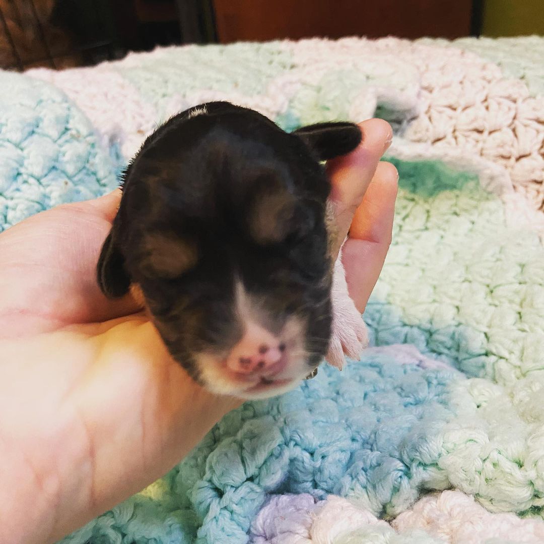 Little babies are ONE week old! <a target='_blank' href='https://www.instagram.com/explore/tags/fosteringsaveslives/'>#fosteringsaveslives</a> <a target='_blank' href='https://www.instagram.com/explore/tags/lastdaydogrescue/'>#lastdaydogrescue</a> <a target='_blank' href='https://www.instagram.com/explore/tags/puppies/'>#puppies</a> <a target='_blank' href='https://www.instagram.com/explore/tags/dogsofinstagram/'>#dogsofinstagram</a> <a target='_blank' href='https://www.instagram.com/explore/tags/barkbark/'>#barkbark</a> <a target='_blank' href='https://www.instagram.com/explore/tags/babies/'>#babies</a>