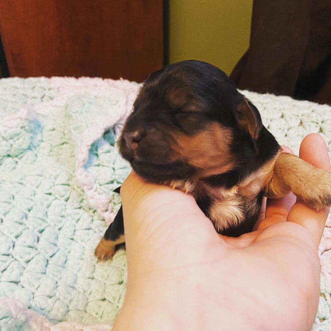Little babies are ONE week old! <a target='_blank' href='https://www.instagram.com/explore/tags/fosteringsaveslives/'>#fosteringsaveslives</a> <a target='_blank' href='https://www.instagram.com/explore/tags/lastdaydogrescue/'>#lastdaydogrescue</a> <a target='_blank' href='https://www.instagram.com/explore/tags/puppies/'>#puppies</a> <a target='_blank' href='https://www.instagram.com/explore/tags/dogsofinstagram/'>#dogsofinstagram</a> <a target='_blank' href='https://www.instagram.com/explore/tags/barkbark/'>#barkbark</a> <a target='_blank' href='https://www.instagram.com/explore/tags/babies/'>#babies</a>