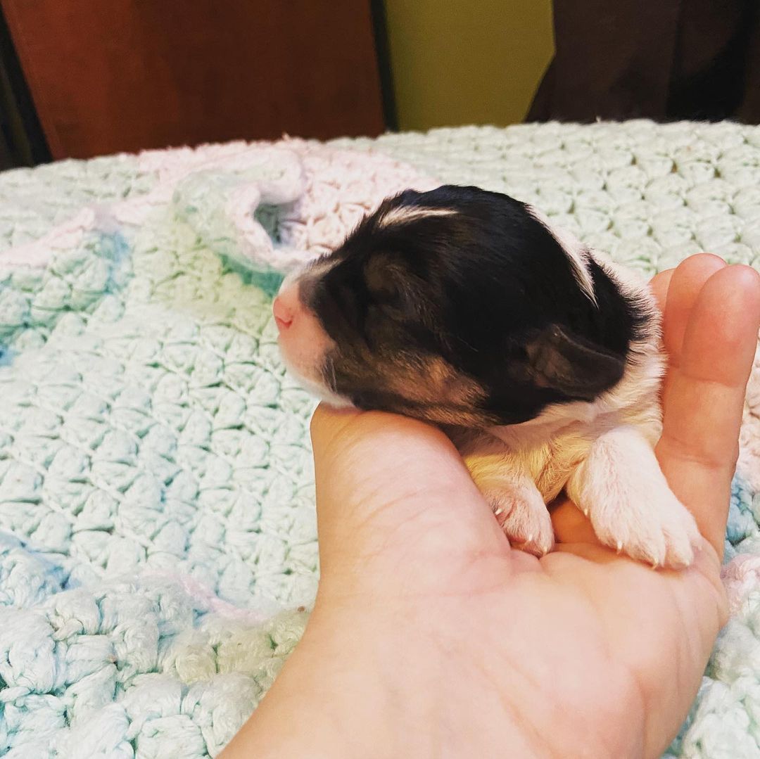 Little babies are ONE week old! <a target='_blank' href='https://www.instagram.com/explore/tags/fosteringsaveslives/'>#fosteringsaveslives</a> <a target='_blank' href='https://www.instagram.com/explore/tags/lastdaydogrescue/'>#lastdaydogrescue</a> <a target='_blank' href='https://www.instagram.com/explore/tags/puppies/'>#puppies</a> <a target='_blank' href='https://www.instagram.com/explore/tags/dogsofinstagram/'>#dogsofinstagram</a> <a target='_blank' href='https://www.instagram.com/explore/tags/barkbark/'>#barkbark</a> <a target='_blank' href='https://www.instagram.com/explore/tags/babies/'>#babies</a>